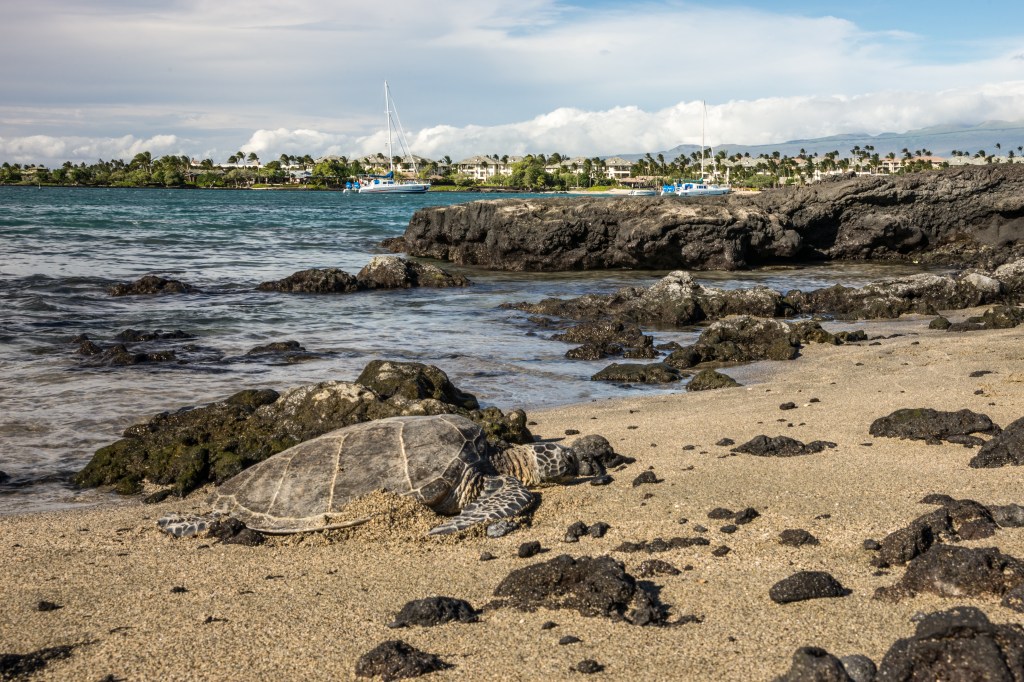 A Hawaiian green sea turtle (known locally as honu) resting along the shoreline at Anaeho'omalu Beach.